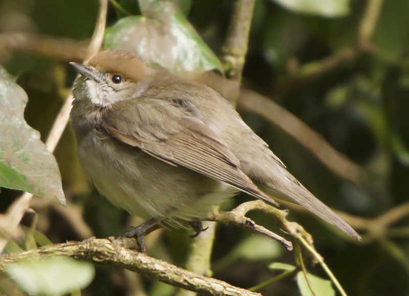 Blackcap