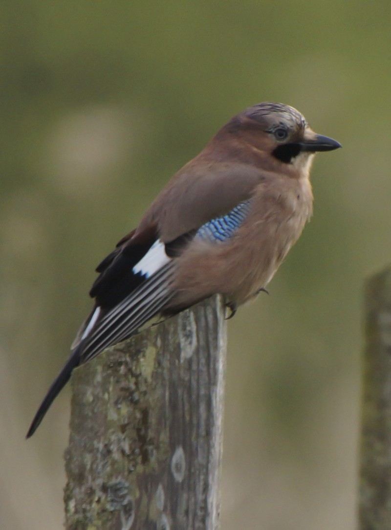Jay