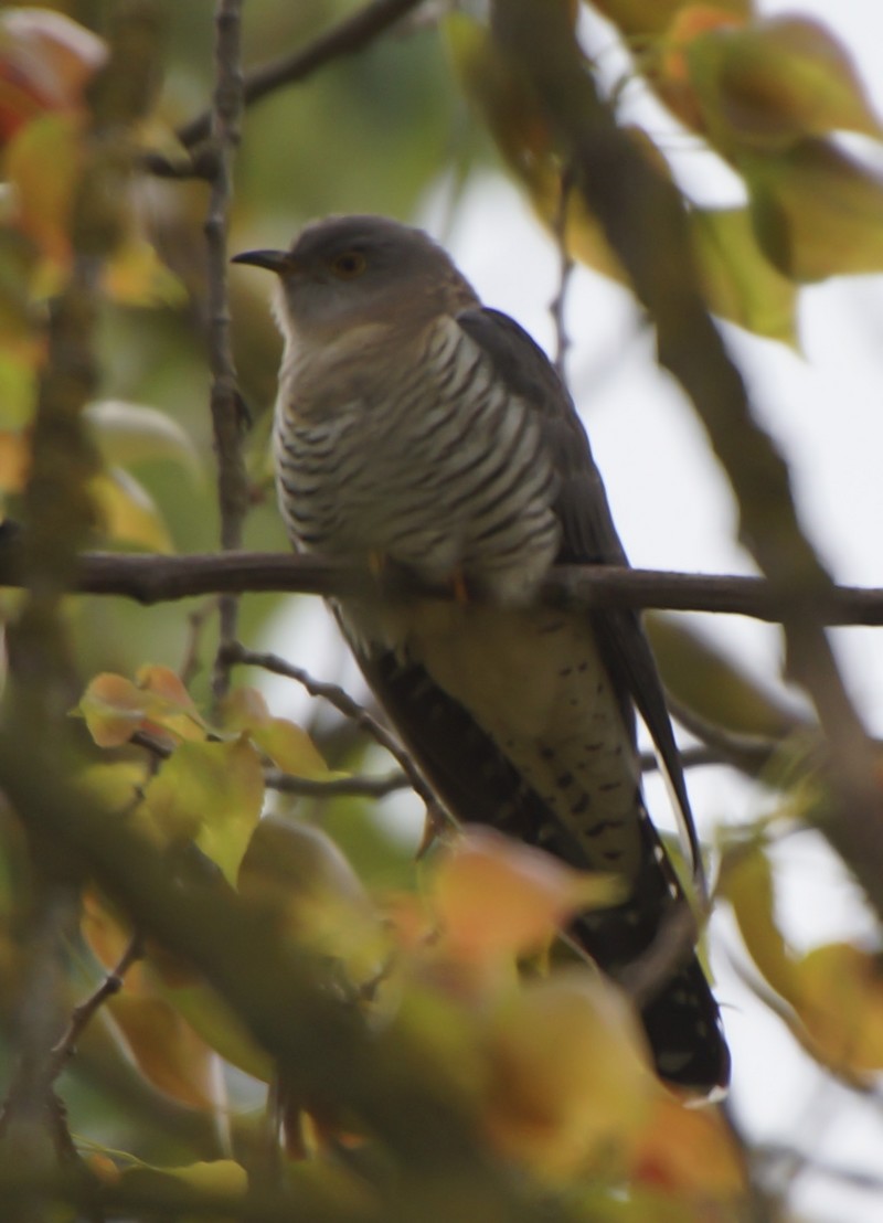 Cuckoo