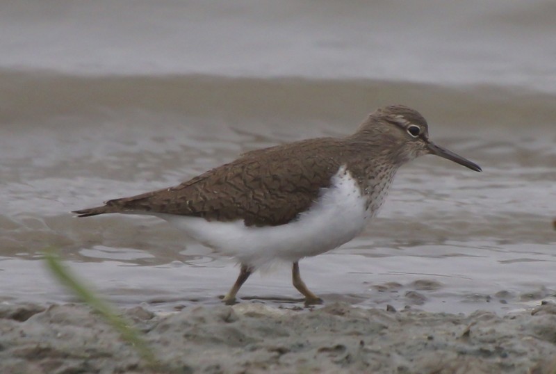 Common Sandpiper