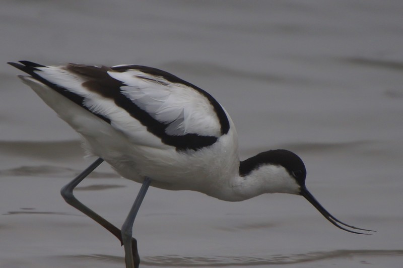 Avocet