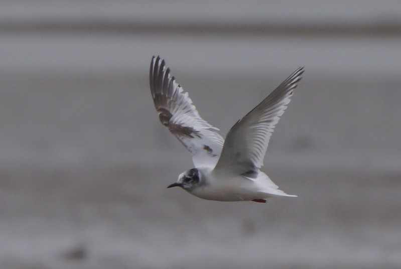 Little Gull