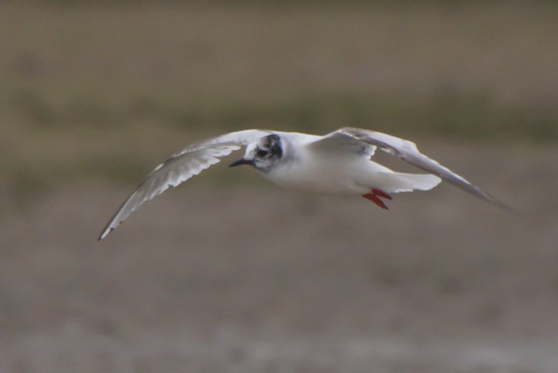 Little Gull