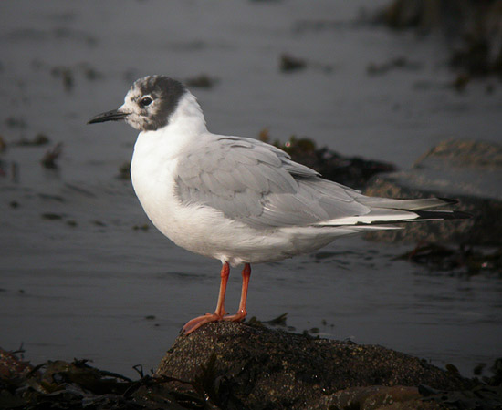 Bonaparte's Gull