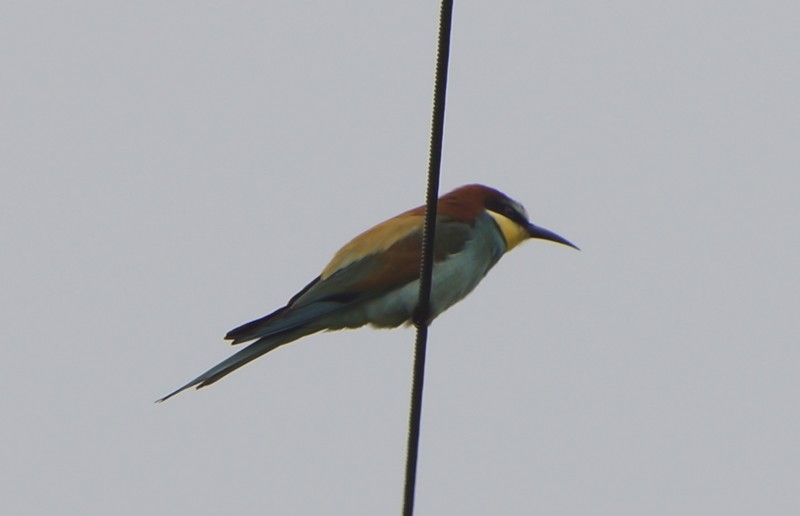 Bee-eater