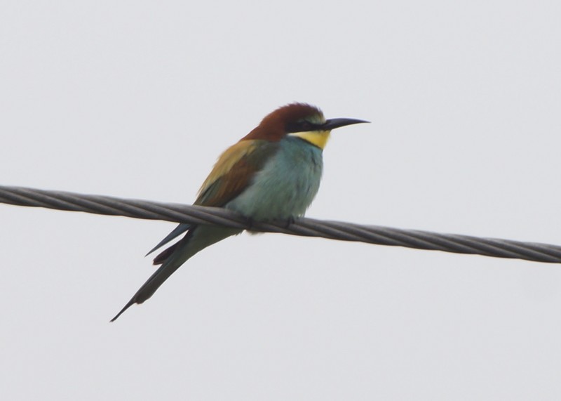 Bee-eater