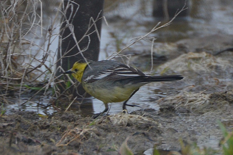 Citrine Wagtail