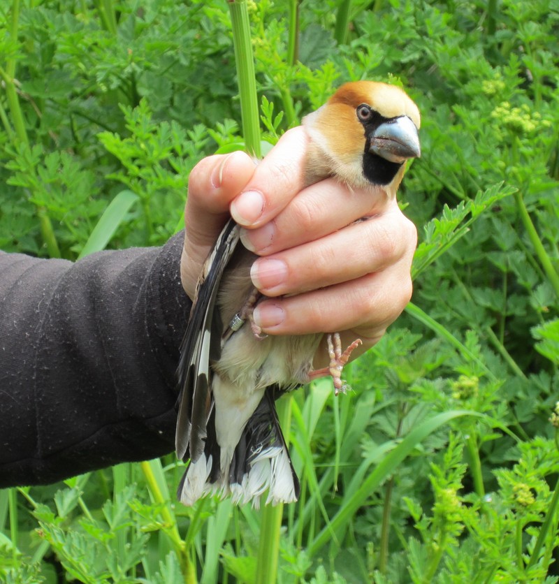 Hawfinch