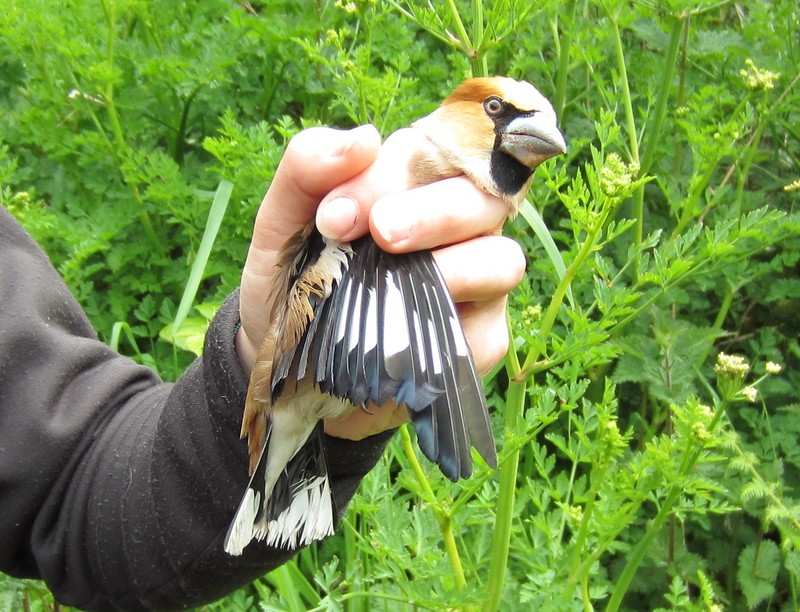 Hawfinch