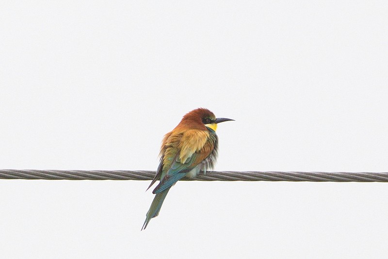 Bee-eater