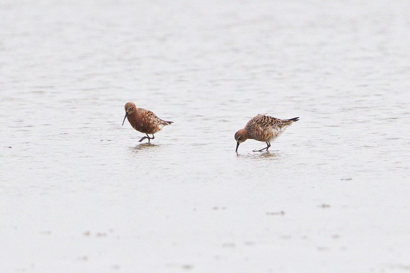 Curlew Sandpiper
