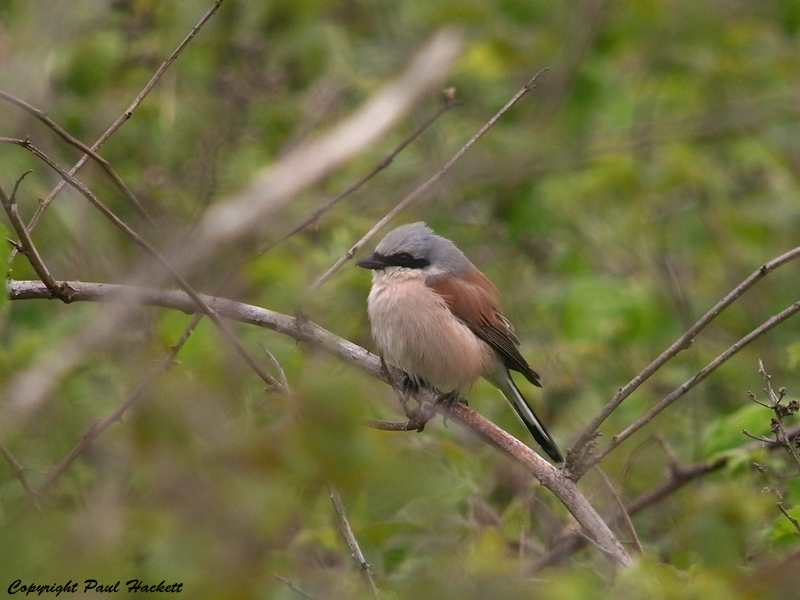 Red-backed Shrike