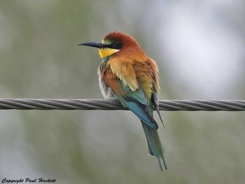 Bee-eater