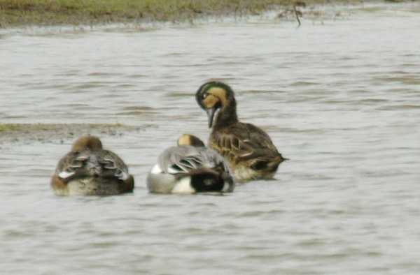 Baikal Teal
