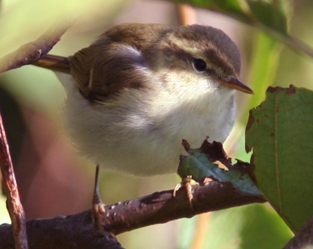 Greenish Warbler