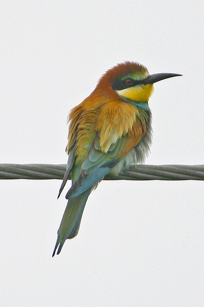 Bee-eater
