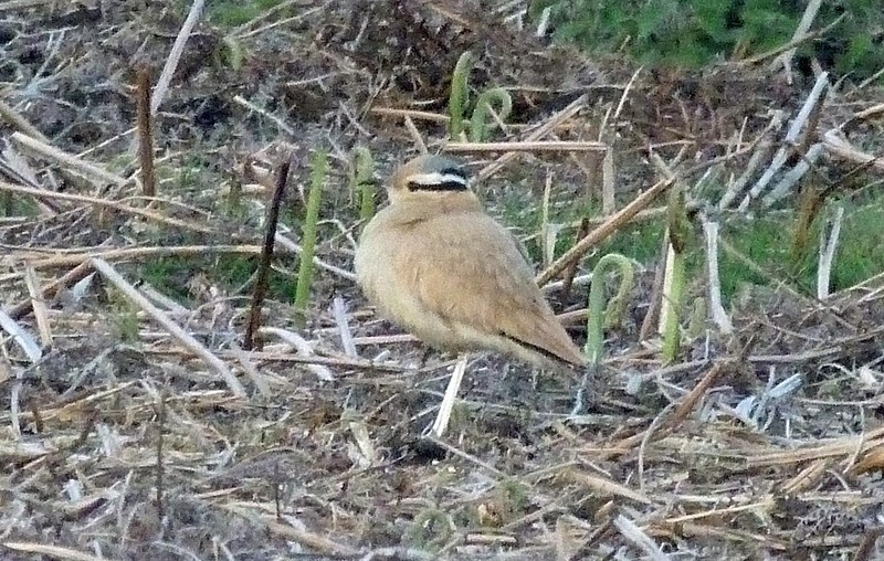 Cream-coloured Courser