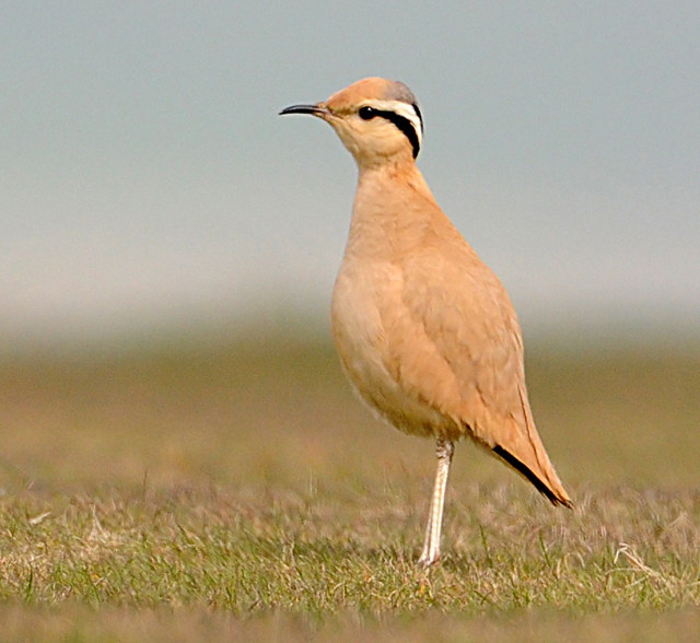 Cream-coloured Courser
