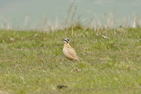 Cream-coloured Courser