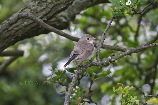 Red-breasted Flycatcher
