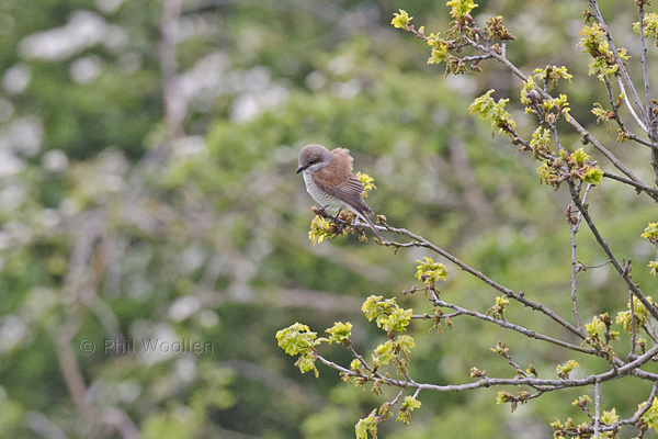 Red-backed Shrike