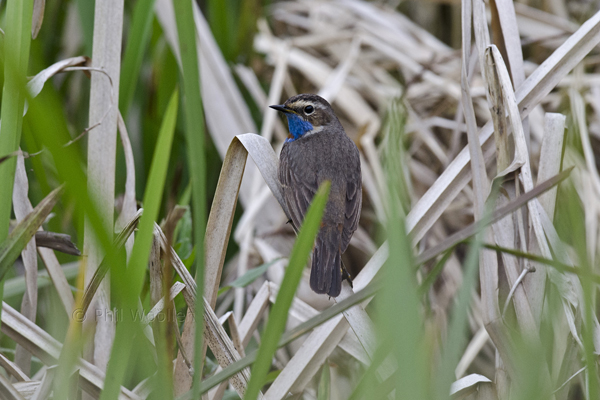 Red-spotted Bluethroat