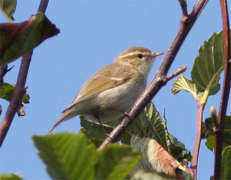Greenish Warbler