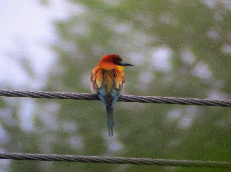 Bee-eater