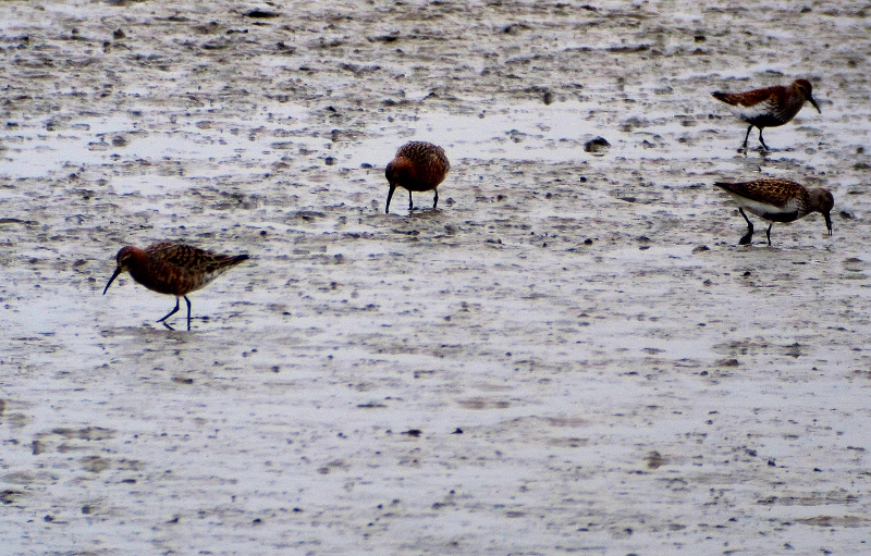 Curlew Sandpiper