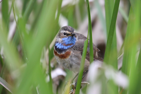 Red-spotted Bluethroat