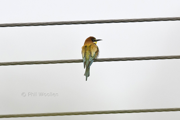 Bee-eater