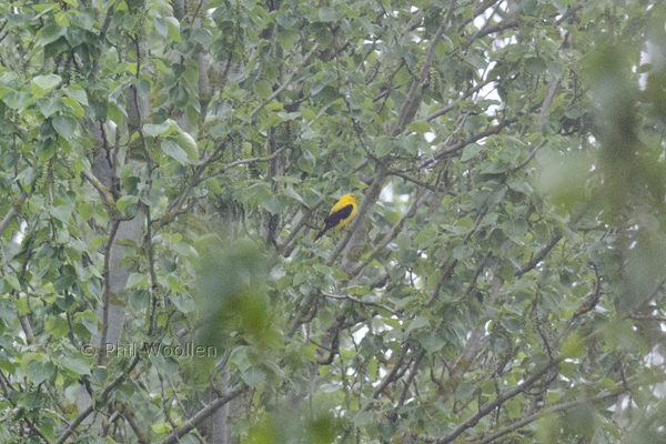 Golden Oriole