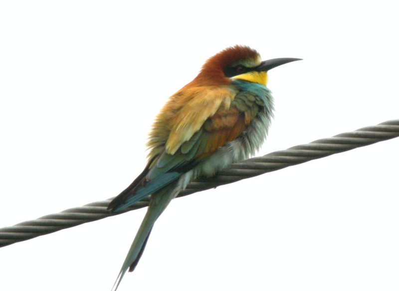 Bee-eater