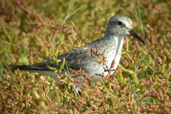 White-rumped Sandpiper