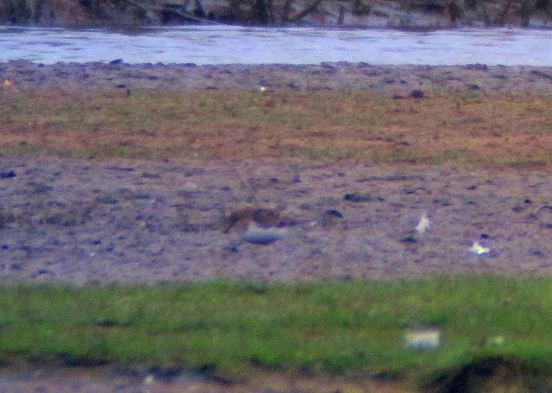 Temminck's Stint