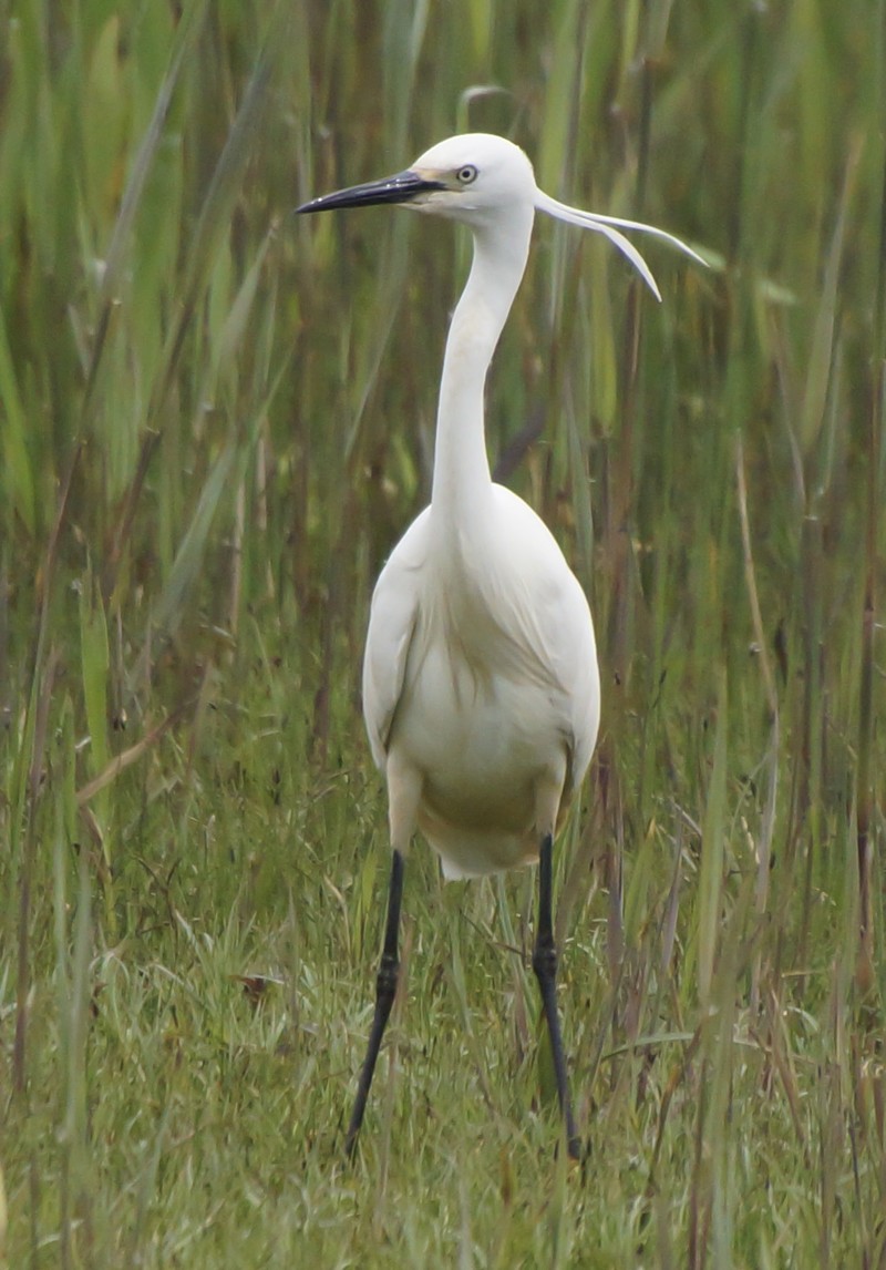 Little Egret