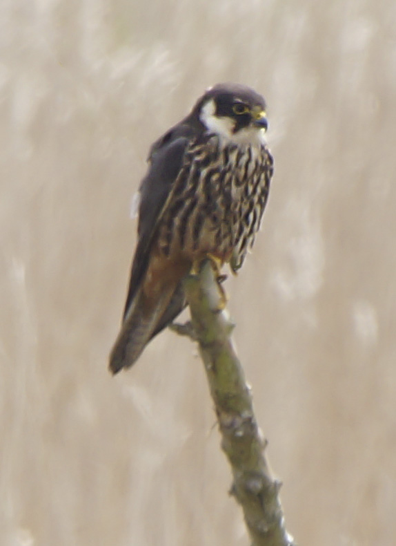 Hobby