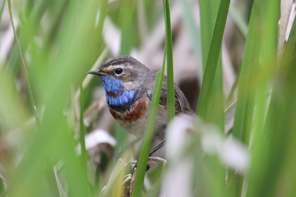 Red-spotted Bluethroat