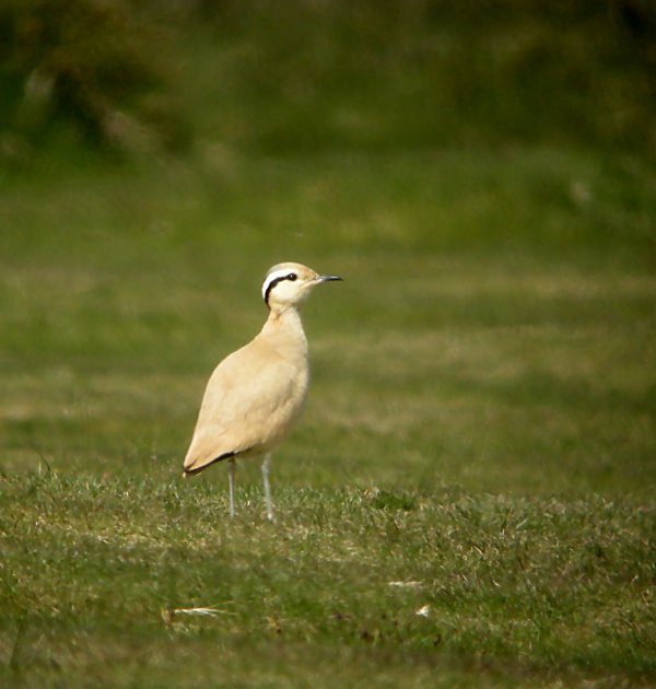 Cream-coloured Courser