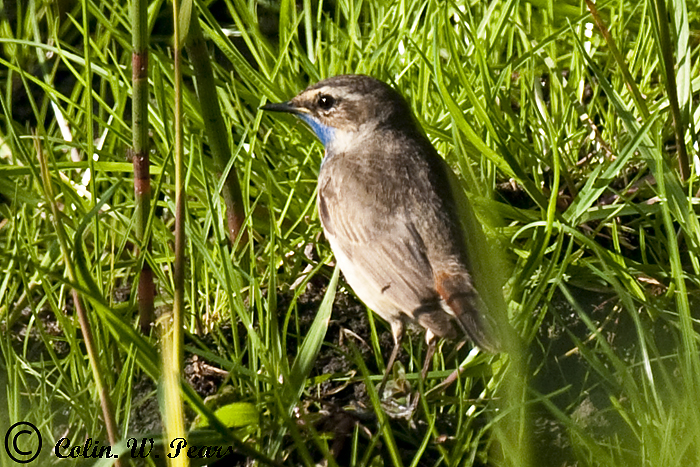 Red-spotted Bluethroat