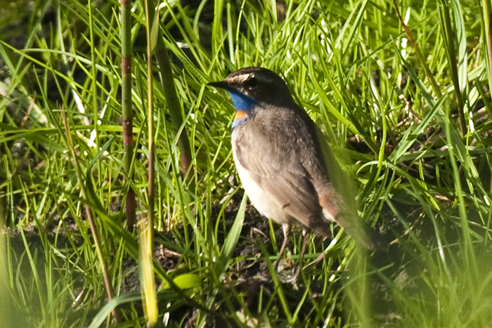 Red-spotted Bluethroat