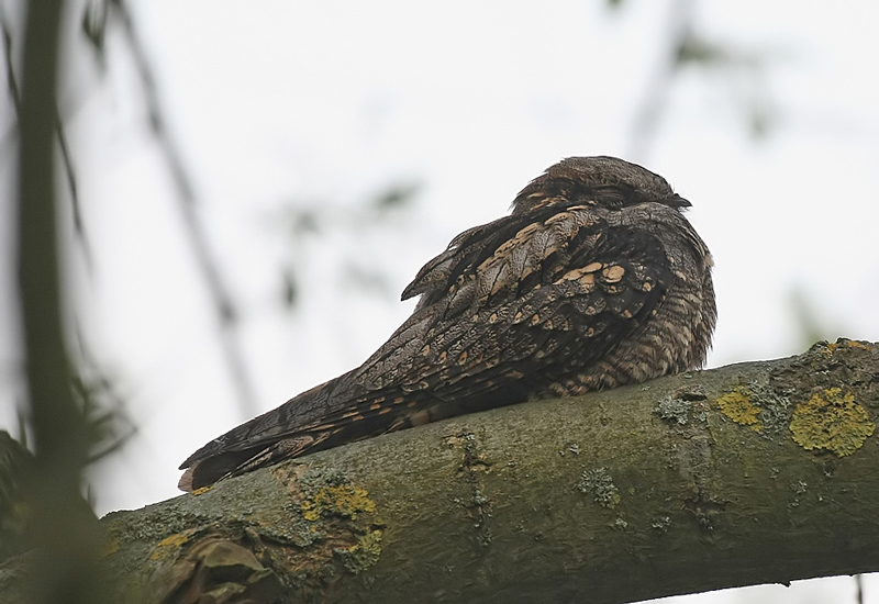 Nightjar