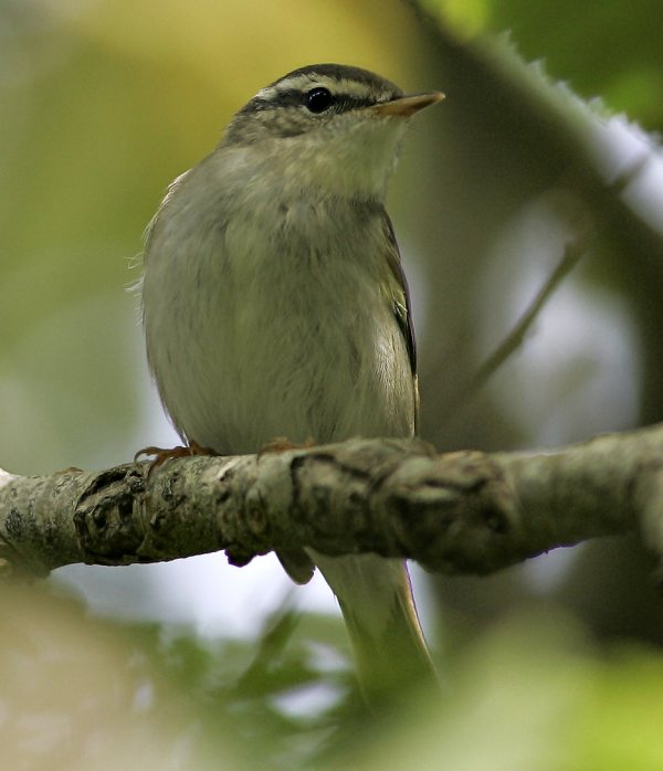 Arctic Warbler