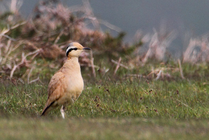 Cream-coloured Courser