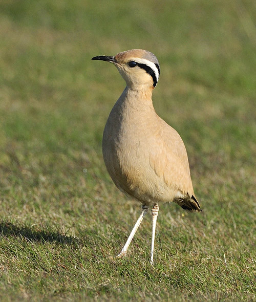 Cream-coloured Courser