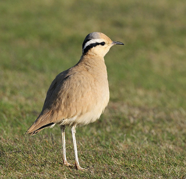 Cream-coloured Courser