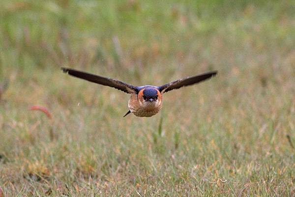 Red-rumped Swallow
