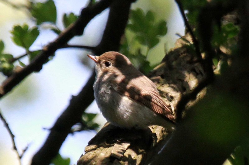 Red-breasted Flycatcher