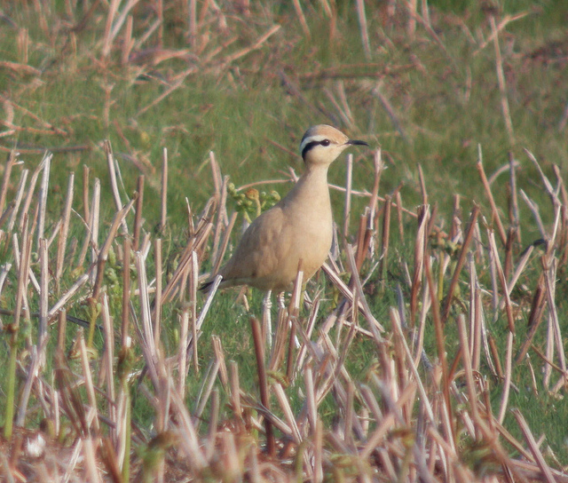 Cream-coloured Courser