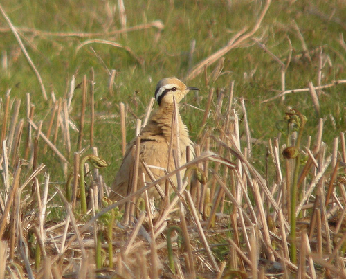 Cream-coloured Courser